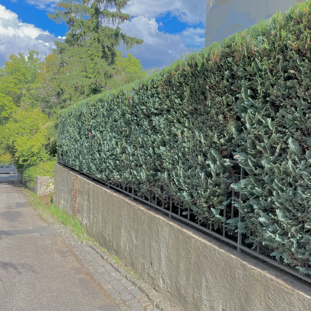 Referenz aus Wiesbaden: Gartenpflege