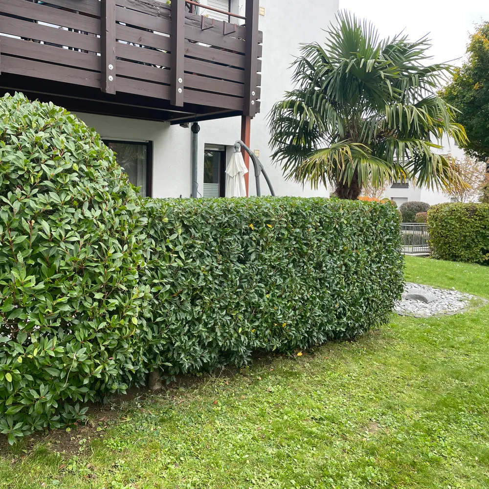 Formgeschnittene Glanzmispel-Hecke unter einem Balkon
