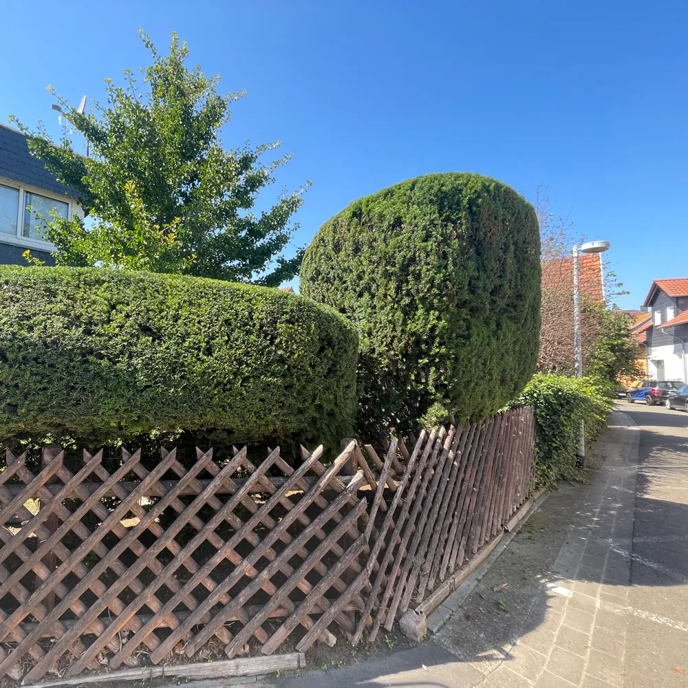 Wolkenförmig geschnittene Eiben über einem Holzzaun